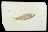 Detailed Fossil Fish (Knightia) - Wyoming #99240-1